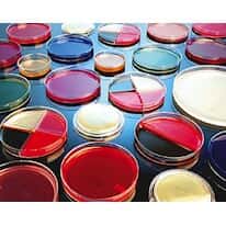 Prepared Culture Media Plate, Triptic Soy Agar (TSA), 10/pk Prepared Culture Media Plate, Triptic Soy Agar (TSA), 10/pk