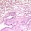 Cole-Parmer Prepared Slide, Human Lung Tissue, Normal Cole-Parmer Prepared Slide, Human Lung Tissue, Normal
