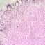 Cole-Parmer Prepared Slide, Human Stomach Tissue, Healthy Cole-Parmer Prepared Slide, Human Stomach Tissue, Healthy