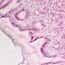 Cole-Parmer Prepared Slide, Human Stomach Tissue, Healthy Cole-Parmer Prepared Slide, Human Stomach Tissue, Healthy