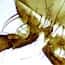 Cole-Parmer Prepared Slide, Housefly Head, Legs, and Wings Cole-Parmer Prepared Slide, Housefly Head, Legs, and Wings