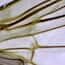 Cole-Parmer Prepared Slide, Housefly Head, Legs, and Wings Cole-Parmer Prepared Slide, Housefly Head, Legs, and Wings