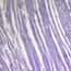 Cole-Parmer Prepared Slide, Muscle, 3 Types Cole-Parmer Prepared Slide, Muscle, 3 Types