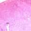 Cole-Parmer Prepared Slide, Frog Liver, Sec Cole-Parmer Prepared Slide, Frog Liver, Sec