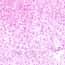 Cole-Parmer Prepared Slide, Frog Liver, Sec Cole-Parmer Prepared Slide, Frog Liver, Sec