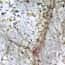 Cole-Parmer® Prepared Microscope Slides, Animal Cole-Parmer® Prepared Microscope Slides, Animal