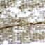 Cole-Parmer® Prepared Microscope Slides, Animal Cole-Parmer® Prepared Microscope Slides, Animal