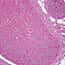 Cole-Parmer® Prepared Microscope Slides, Animal Cole-Parmer® Prepared Microscope Slides, Animal