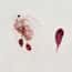 Cole-Parmer® Prepared Microscope Slides, Animal Cole-Parmer® Prepared Microscope Slides, Animal