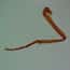 Cole-Parmer® Prepared Microscope Slides, Animal Cole-Parmer® Prepared Microscope Slides, Animal