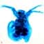 Cole-Parmer® Prepared Microscope Slides, Animal Cole-Parmer® Prepared Microscope Slides, Animal