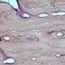 Cole-Parmer® Prepared Microscope Slides, Human Cole-Parmer® Prepared Microscope Slides, Human