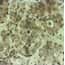 Cole-Parmer® Prepared Microscope Slides, Human Cole-Parmer® Prepared Microscope Slides, Human