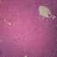 Cole-Parmer® Prepared Microscope Slides, Human Cole-Parmer® Prepared Microscope Slides, Human