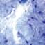 Cole-Parmer® Prepared Microscope Slides, Human Cole-Parmer® Prepared Microscope Slides, Human