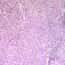 Cole-Parmer® Prepared Microscope Slides, Human Cole-Parmer® Prepared Microscope Slides, Human