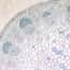 Cole-Parmer® Prepared Microscope Slides, Plants Cole-Parmer® Prepared Microscope Slides, Plants