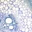 Cole-Parmer® Prepared Microscope Slides, Plants Cole-Parmer® Prepared Microscope Slides, Plants