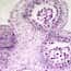 Cole-Parmer® Prepared Microscope Slides, Plants Cole-Parmer® Prepared Microscope Slides, Plants