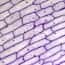 Cole-Parmer® Prepared Microscope Slides, Plants Cole-Parmer® Prepared Microscope Slides, Plants