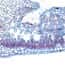 Cole-Parmer® Prepared Microscope Slides, Plants Cole-Parmer® Prepared Microscope Slides, Plants
