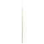 Thermo Scientific™ Nunc™ Disposable Inoculating Loops and Needles Thermo Scientific™ Nunc™ Disposable Inoculating Loops and Needles