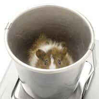 A&D Weighing GXA-12 Animal Weighing Pan