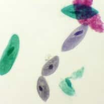 Cole-Parmer Prepared Slide, Paramecium, Wm