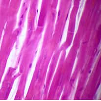 Cole-Parmer Prepared Slide, Cardiac Muscle