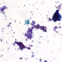 Cole-Parmer Prepared Slide, Budding Yeast
