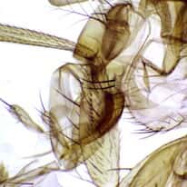 Cole-Parmer Prepared Slide, Fruit Fly, Slide X, Wm