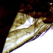Cole-Parmer Prepared Slide, Housefly, Wm