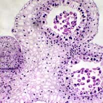 Cole-Parmer Prepared Slide, Plant Cell Meiosis, Lily Meiosis, Second Meiotic Division
