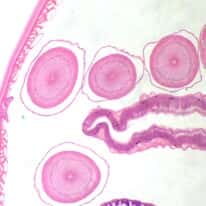 Cole-Parmer Prepared Slide, Animal Cell Mitosis, Ascaris (Roundworm), Mitosis, Sec