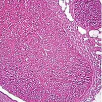 Cole-Parmer Prepared Slide, Nerve Cells, Animal