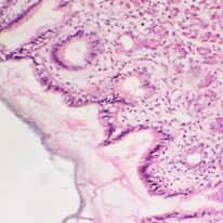 Cole-Parmer Prepared Slide, Human Stomach Tissue, Healthy