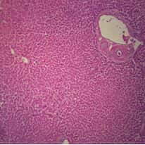 Cole-Parmer Prepared Slide, Human Liver Cells, Normal