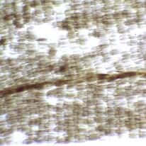 Cole-Parmer Prepared Slide, Butterfly Wing