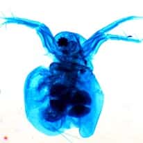 Cole-Parmer Prepared Slide, Daphnia (Water Flea), Wm