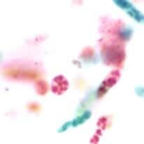 Cole-Parmer Prepared Slide, Euglena