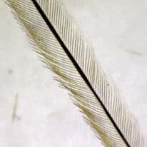 Cole-Parmer Prepared Slide, Feathers, 3 Types