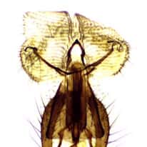 Cole-Parmer Prepared Slide, Housefly Head, Legs, and Wings