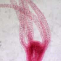 Cole-Parmer Prepared Slide, Hydra, Budding, Wm