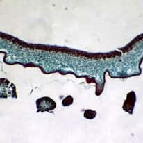 Cole-Parmer Prepared Slide, Lichen, Sec