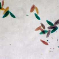 Cole-Parmer Prepared Slide, Mixed Protozoa