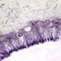 Cole-Parmer Prepared Slide, Molds, Aspergillus, Penicillium, and Rhizopus