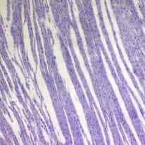 Cole-Parmer Prepared Slide, Muscle, 3 Types