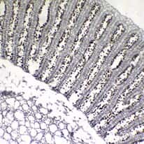 Cole-Parmer Prepared Slide, Mushroom, Cs