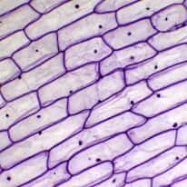 Cole-Parmer Prepared Slide, Onion Skin, Cs