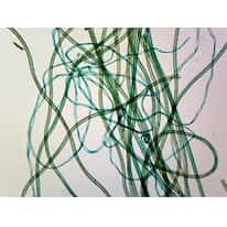 Cole-Parmer Prepared Slide, Textile Fibers, 3 Types